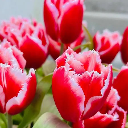 Apartment Meltom'shome