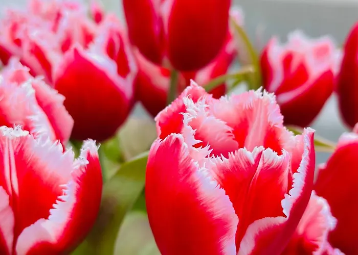 Apartmán Meltom'shome